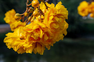 Close-up of yellow flowering plant