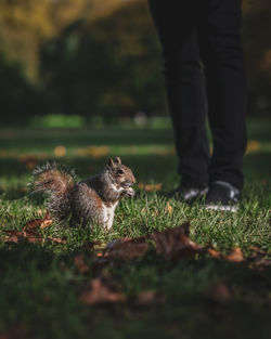 Squirrel in the london park 