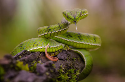 Close-up of lizard on leaf