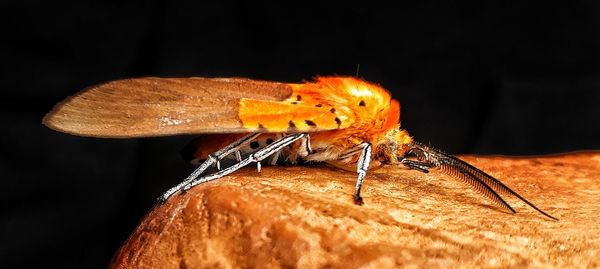 Close-up of insect on black background