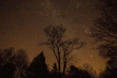 Low angle view of bare trees against sky at night