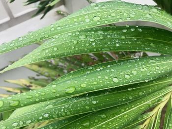 Close-up of raindrops on leaf