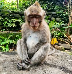 Close-up of monkey on plants