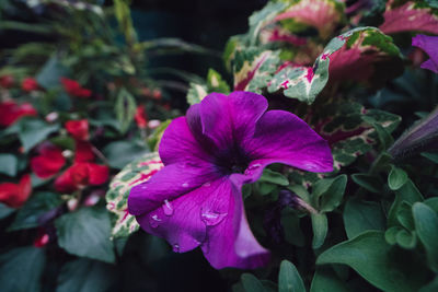 Close-up of pink flowering plant