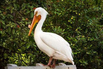 White bird perching on a tree