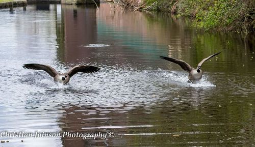 Duck swimming in lake