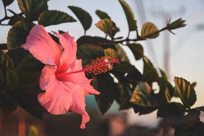 Close-up of pink flowering plant