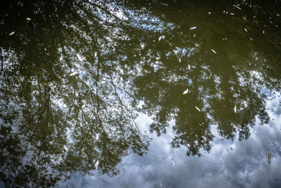 Low angle view of trees in forest