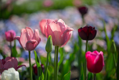 Close-up of pink tulips on field