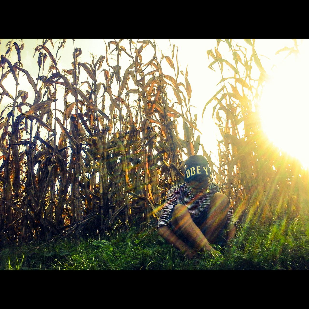 transfer print, sun, sunlight, auto post production filter, sunbeam, lens flare, grass, plant, growth, field, sky, tree, close-up, nature, day, outdoors, no people, fence, sunny, tranquility