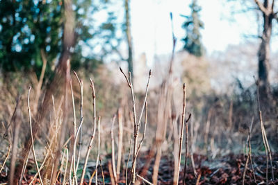 Close-up of plant growing on field