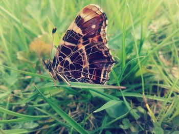 Close-up of butterfly on grass