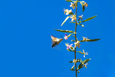 Low angle view of flowering plant against blue sky