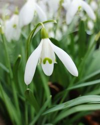 Close-up of white flower blooming outdoors