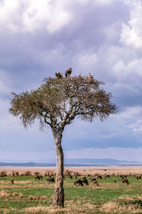 View of tree on field against sky