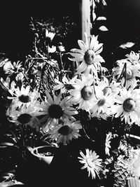 Close-up of pink flower blooming in garden