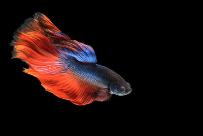 Close-up of black background over black background