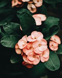 High angle view of rose on plant