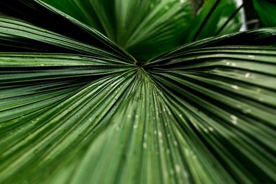 Close-up of palm leaves