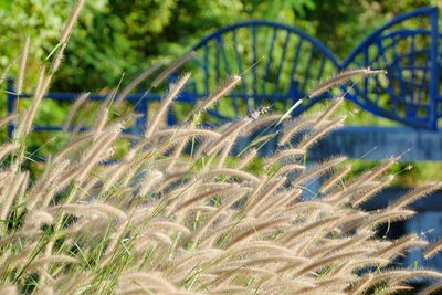 Close-up of crops growing on field