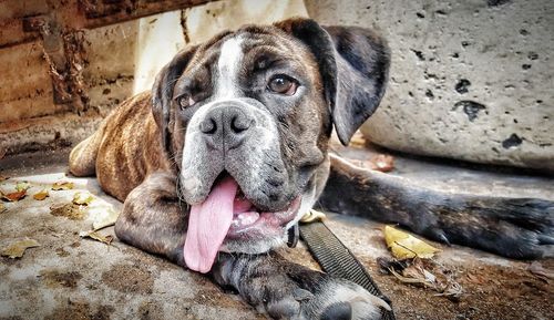 Close-up portrait of dog