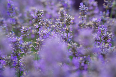 Close-up of purple flowering plants on field