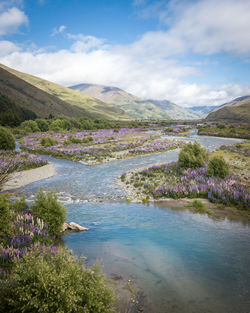 Beautiful valley full of lupins with river flowing through. suuny day at ahuriri river, new zealand