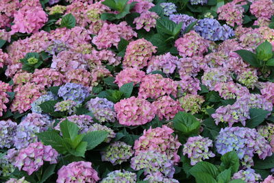 Full frame shot of flowers