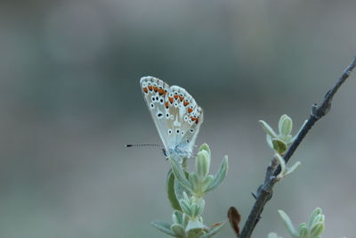 Close-up of butterfly pollinating on flower