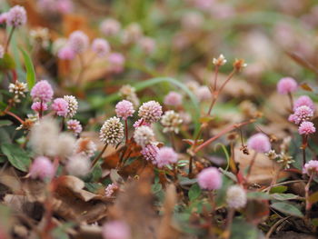 Close-up of pink flowering plant