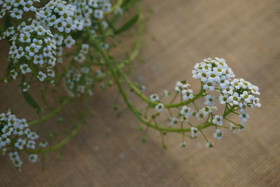 Close-up of flowers on table