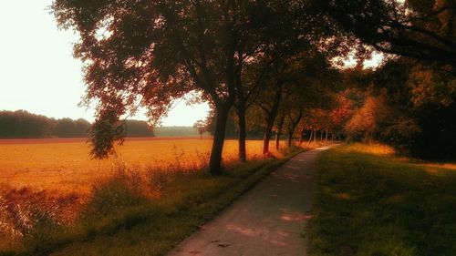 Trees on field during autumn