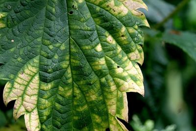 Close-up of fresh green leaf