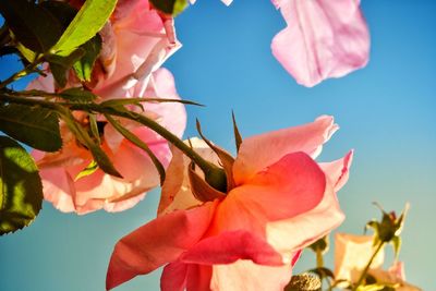 Close-up of pink flowering plant against sky