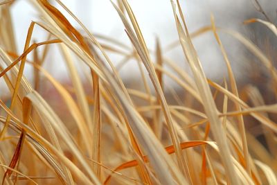 Close-up of stalks in field