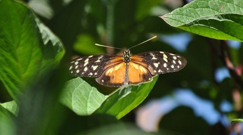 Close-up of butterfly on leaf