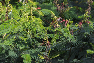 Close-up of fresh green plant