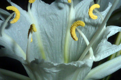 Macro shot of yellow flower