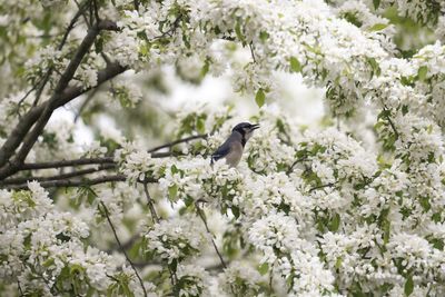 View of white flowering plants