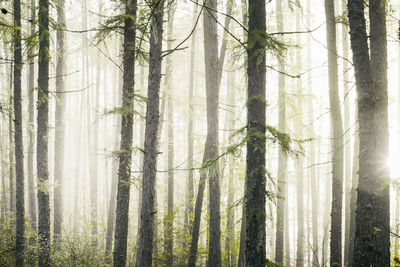 Trees in forest