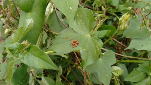 Close-up of ladybug on plant