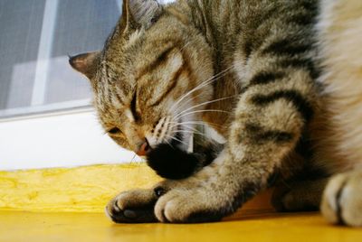 Close-up of cat resting