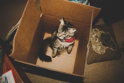 High angle view of cat in cardboard box at home