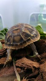 Close-up of a turtle