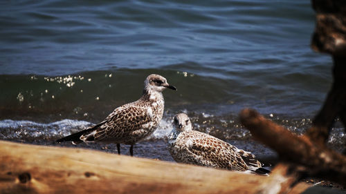 Bird in water