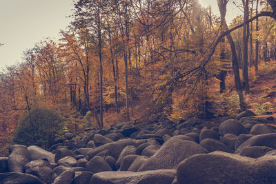 Trees in forest