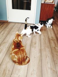 High angle view of dog sitting on hardwood floor at home