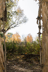 Trees growing in park during autumn