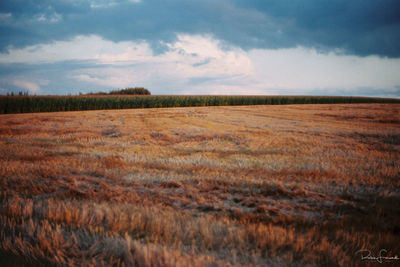 Scenic view of wheat field against sky