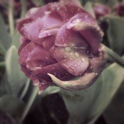 Close-up of water drops on flower